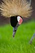 Crowned Crane (captive animal)