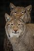 Lynx (captive animal)