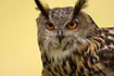 Eurasian Eagle Owl (captive animal)