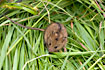 Northern Birch Mouse