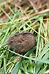 Photo ofNorthern Birch Mouse (Sicista betulina). Photographer: 