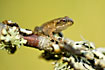 Juvenil common frog on a branch 