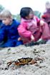Crabraise - Common Shore Crab is released by children on Brejning beach