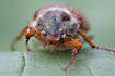 Photo ofCommon Cockchafer (Melolontha melolontha). Photographer: 
