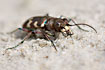 Northern Dune Tiger Beetle