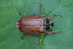 Photo ofCommon Cockchafer (Melolontha melolontha). Photographer: 
