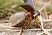 Great diving beetle has wings and flies. It does so mostly at nighttime to finde new habitat