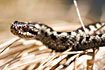 Common Viper