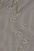 Animal tracks in the sand