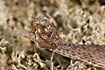 Slough of common viper