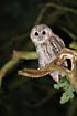 Young Tawny Owl