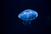 Jellyfish - Aurelia aurita (aquarium)
