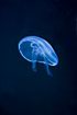 Jellyfish - Aurelia aurita (aquarium)