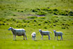 Sheep grasing - Mand