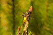 Photo ofBroad-bodied Chaser (Libellula depressa). Photographer: 