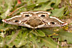 Photo ofEmperor Moth (Saturnia pavonia). Photographer: 