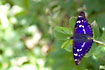 Male Lesser Purple Emperor