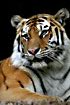 Photo ofSiberian Tiger /Amur Tiger (Panthera tigris altaica). Photographer: 