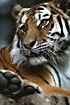 Siberian tiger (captive animal)
