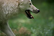 Photo ofWolf (Canis lupus). Photographer: 