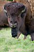 European bison (captive animal)