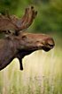 Moose (captive animal)