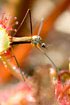 Round-Leaved Sundew diggesting a daddy longleg