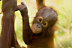 Baby orangutang playing with his mother (captive animal)