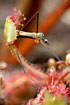Round-Leaved Sundew diggesting a daddy longleg