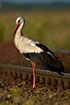 White stork resten near railway