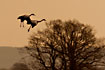 Common cranes landing at Lake Hornborga at sunset