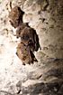 Photo ofDaubentonis bat (Myotis daubentoni). Photographer: 