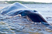 Finwhale stranded in Vejle Fjord