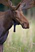 Moose (elk - captive animal)