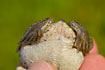 Spadefoot toad - the spade shaped appendixes on the hind legs are characteristic of the species
