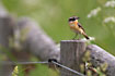 Whinchat on fencing post