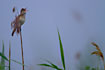 Great Reed Warbler singing
