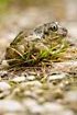 Common spadefoot toad - adult