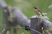 Whinchat on fencing post