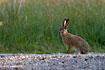 European Hare on gravel road