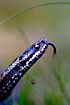Common Viper