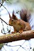 Red squirrel in pine tree