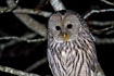 Ural Owl photographed at nighttime