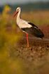 White Stork near railroad track