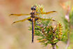 Photo ofEurasian Baskettail (Epitheca bimaculata). Photographer: 