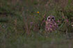 Photo ofShort-eared Owl (Asio flammeus). Photographer: 