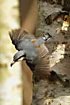 Wood Nuthatch in the air