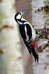 Great Spottet Woodpecker