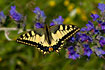 Foto af Svalehale (Papilio machaon). Fotograf: 