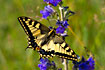 Foto af Svalehale (Papilio machaon). Fotograf: 